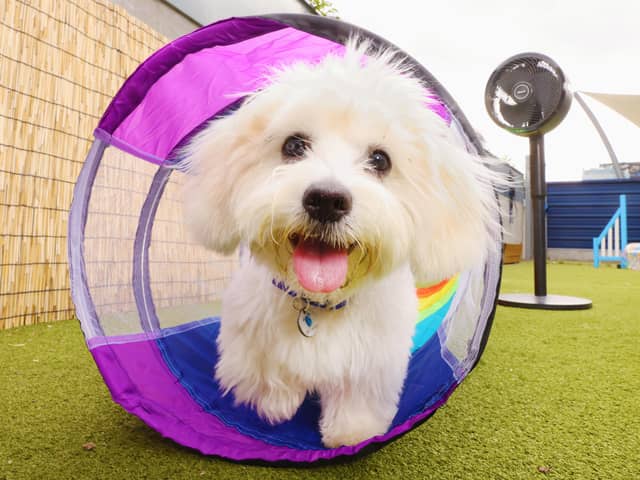 Shark is supporting Battersea Dogs and Cats Home as it celebrates and champions rescue dogs and cats across the UK