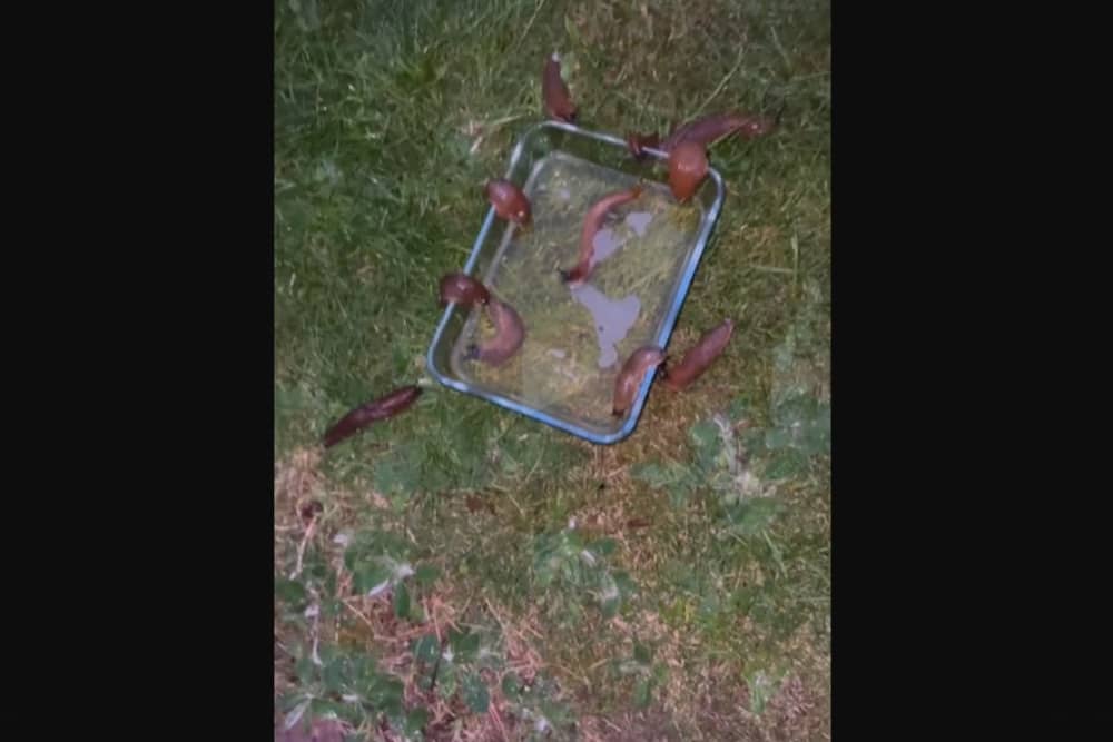 Creepy garden hack: Watch as horde of slugs drown in BEER