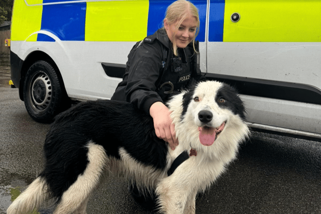 A dog had to be rescued from Hamble Railway Station after "going on an adventure" on the railway line.