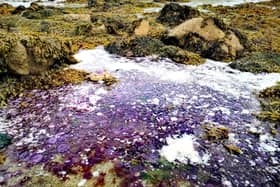 Hundreds of thousands of rare purple jellyfish have washed up on on a British beach.