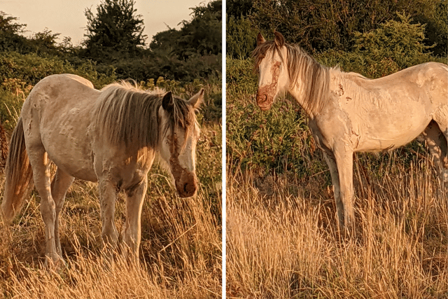 John Darren Ware, of Blakemere Crescent, Paulsgrove, has been banned from keeping equine for 10 years after the horses were injured from poisonous weeds.