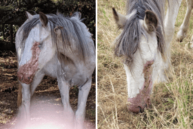 Neglected horses have been left suffering from burns after being found in a field in Farlington, Portsmouth.