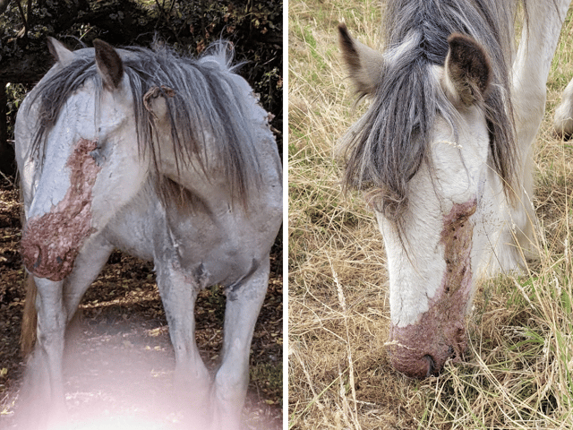Neglected horses have been left suffering from burns after being found in a field in Farlington, Portsmouth.