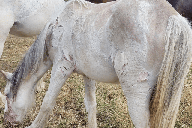 The horses were found suffering and looking "depressed" in a field in Farlington, Portsmouth.