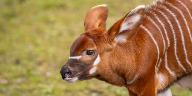 The birth is the latest in a number of new arrivals At Marwell in recent weeks including a male Rothschild's giraffe, a female zebra foal, which has been named Yahna, and a tiny sitatunga born this week. Photo: Gemma Davis/Marwell Zoo/PA Wire 