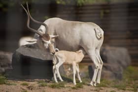 Marwell Zoo is over the moon following the birth of a  Critically Endangered addax calf on Friday, September 13.
