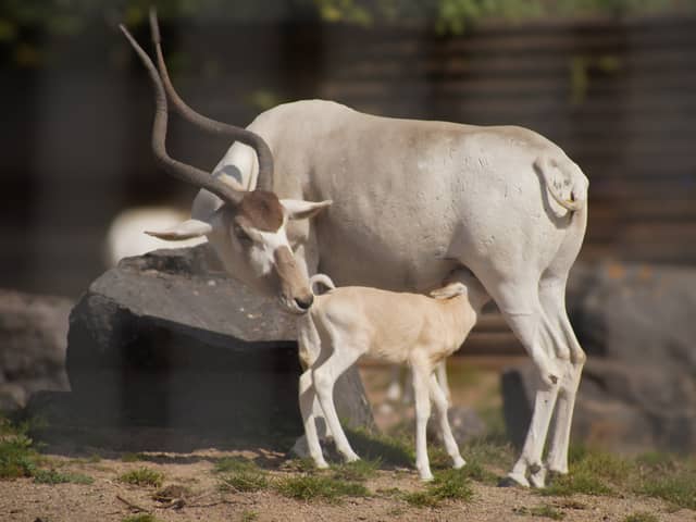 Marwell Zoo is over the moon following the birth of a  Critically Endangered addax calf on Friday, September 13.