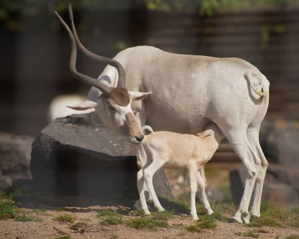 Marwell Zoo is over the moon following the birth of a  Critically Endangered addax calf on Friday, September 13.