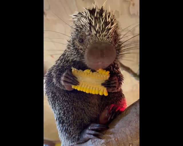 Tiny porcupine nibbles baby sweetcorn - too cute!