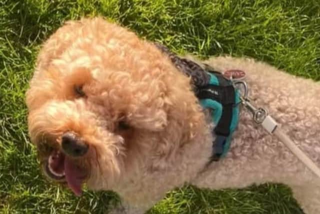 Darcy was mauled by a suspected XL Bully in Southsea 