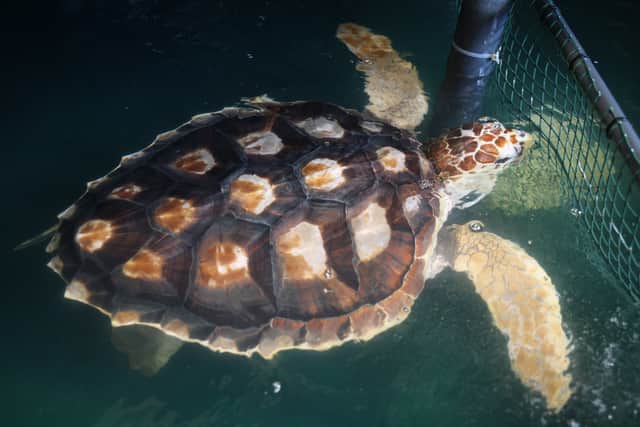 The crew of the Portsmouth-based patrol vessel HMS Medway transported the turtles back to the Azores, where they were released having been cared for by Newquay's Blue Reef Aquarium and Anglesey Sea Zoo.