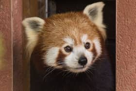 Marwell Zoo’s male red panda, Tashi, has welcomed a companion on Friday following the arrival of a female red panda called Cherry, from Manor Wildlife Park in Wales.