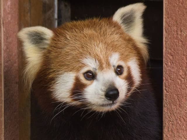Marwell Zoo’s male red panda, Tashi, has welcomed a companion on Friday following the arrival of a female red panda called Cherry, from Manor Wildlife Park in Wales.