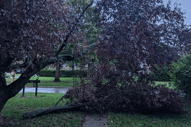 Becky said several residents on Thorney Island have seen trees blown over.