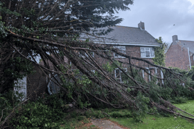 A "tornado" struck Thorney Island last night, bringing down several trees and a trampoline. One resident described what happened as extreme gales hit her house.