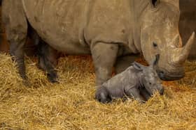 The male white rhino calf with mum Fahari at Whipsnade Zoo in Beds. 
