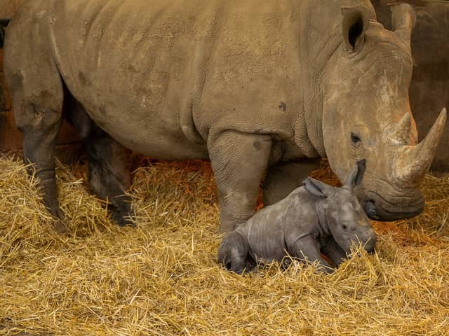 The male white rhino calf with mum Fahari at Whipsnade Zoo in Beds. 