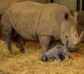 The male white rhino calf with mum Fahari at Whipsnade Zoo in Beds. 