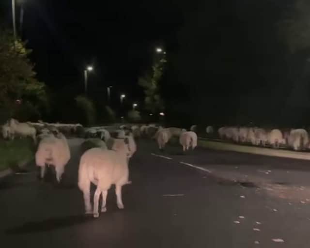 Hundreds of escaped sheep were pictured blocking a bypass in the early hours of the morning - after a country gate was left open.