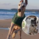 Billy the whippet was just two when he ingested something which contained Neospora caninum parasites, impacting his ability to walk.