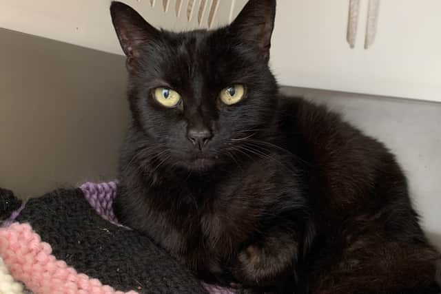 Jade the cat is looking for her forever home after being taken in at the Stubbington Ark.