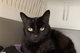 Jade the cat is looking for her forever home after being taken in at the Stubbington Ark.