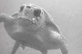 HMS Middleton, a Royal Navy mine-hunting vessel, bumped into a turtle while carrying out training exercises in the Middle East.
