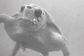 HMS Middleton, a Royal Navy mine-hunting vessel, bumped into a turtle while carrying out training exercises in the Middle East.
