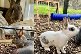 Rik, Neil & Vivienne are all looking for a new home.