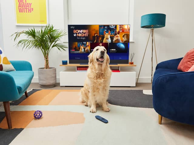 Sky announced Bonfire Night channel to calm dogs. Photo: Sky