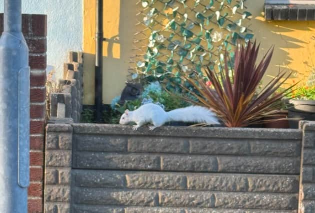 The white squirrel was seen in Henderson Road, Southsea, 