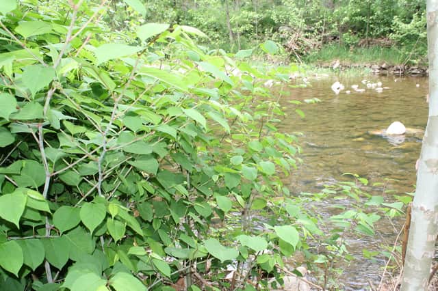 This invasive plant is known for its resilience and ability to cause structural damage, posing serious challenges for homeowners, property developers, and local councils.