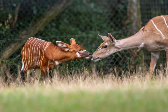 Marwell Zoo is hosting a £10 November ticket event.
Picture: Gemma Davis