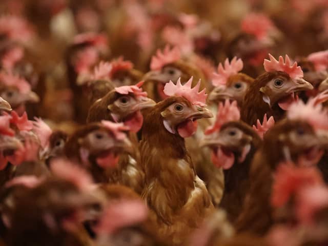 A teenager has been hospitalised after contracting bird flu, in the first suspected case found in the country. 