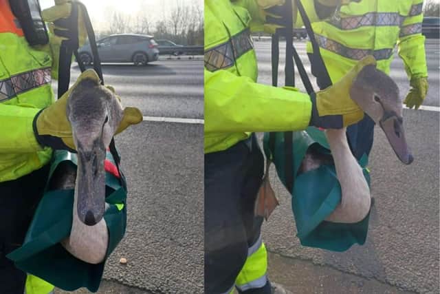 Firefighters have rescued a swan after it found itself in a sticky situation. The swan had become stuck in brambles on the side of the M27.