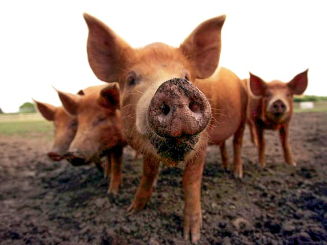 A poll of 2,000 meat-eaters found the youngest generation are most conscious about where their food originated from