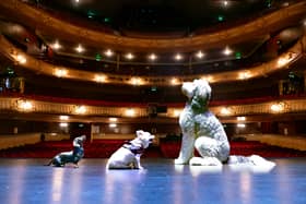 Search for a Doggie Star at The Kings Theatre