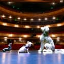 Search for a Doggie Star at The Kings Theatre