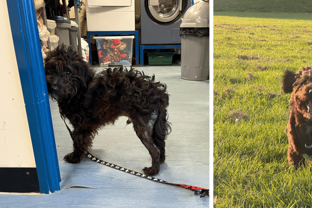 Frank came into the kennel's care covered in fleas and had no collar or microchip (left). After vet treatment and lots of love, he's now living his best life (right) with Lauren, whose community safety role covers management of the kennels.