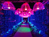 Jellyfish in the 'water' zone of Glow Marwell 2024