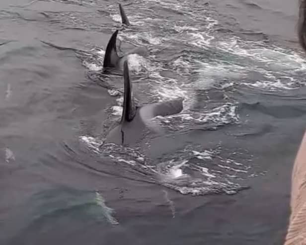 Donna Marie Woodhouse had an incredibly close encounter with a pod of orcas.