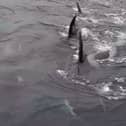 Donna Marie Woodhouse had an incredibly close encounter with a pod of orcas.