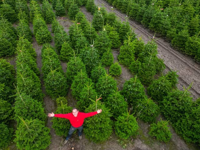 Owner Toby Ryley at Friezeland Christmas tree farm in Warwickshire