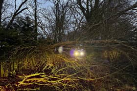 Nelson Lane, Portchester, was blocked by a fallen tree following the weather. 