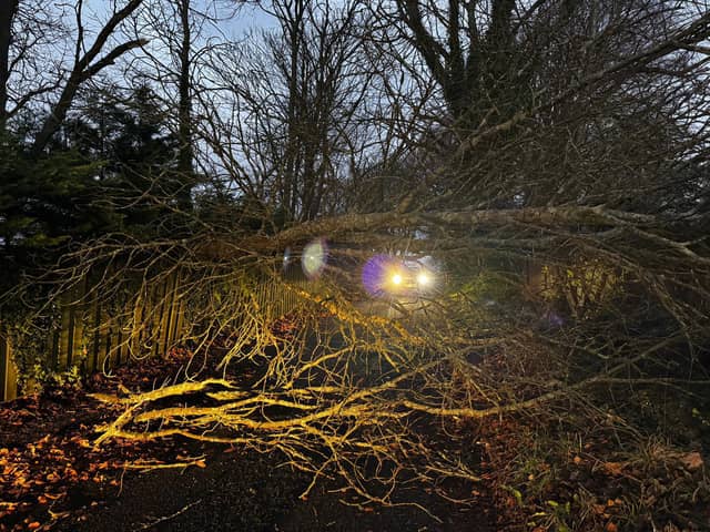 Nelson Lane, Portchester, was blocked by a fallen tree following the weather. 