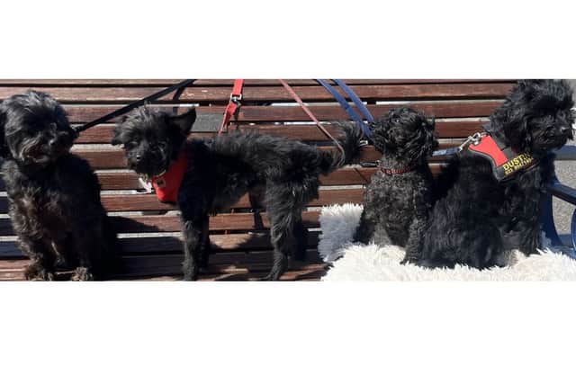 The dogs since they have been cared for by the RSPCA and rehomed.