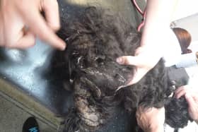 A woman has been banned from owning pets for 20 years after neglecting 8 dogs, two of which had to be put down.