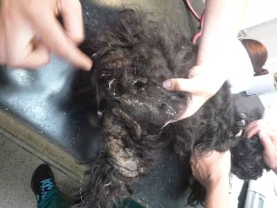 A woman has been banned from owning pets for 20 years after neglecting 8 dogs, two of which had to be put down.