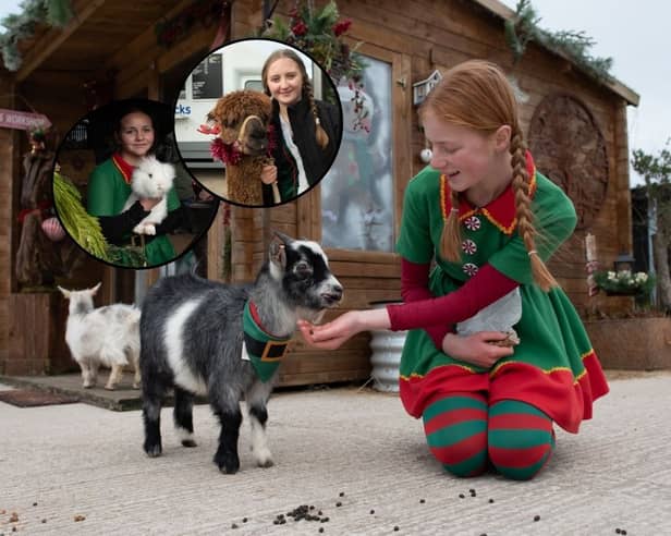 Santa's elves pet the animals on Lowlands Farm, including adorable goats, rabbits and alpacas.
