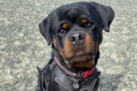 This gorgeous two-year-old rottweiler is searching for a loving home. 